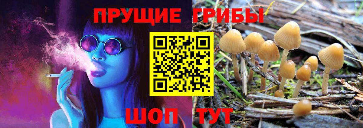 Псилоцибиновые грибы Psilocybe  Псилоцибиновые грибы GOLDEN TEACHER  Углич  Вход с VPN 